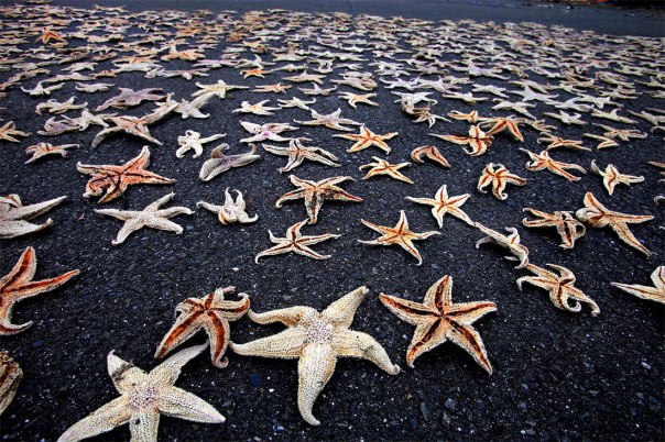 Starfish on the shore marching